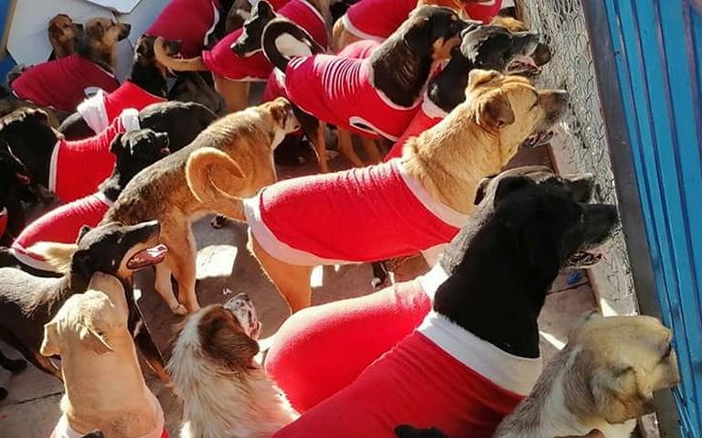 Recetas para prepararle una cena navideña a tus mascotas - El Sol de  Morelia | Noticias Locales, Policiacas, sobre México, Michoacán y el Mundo