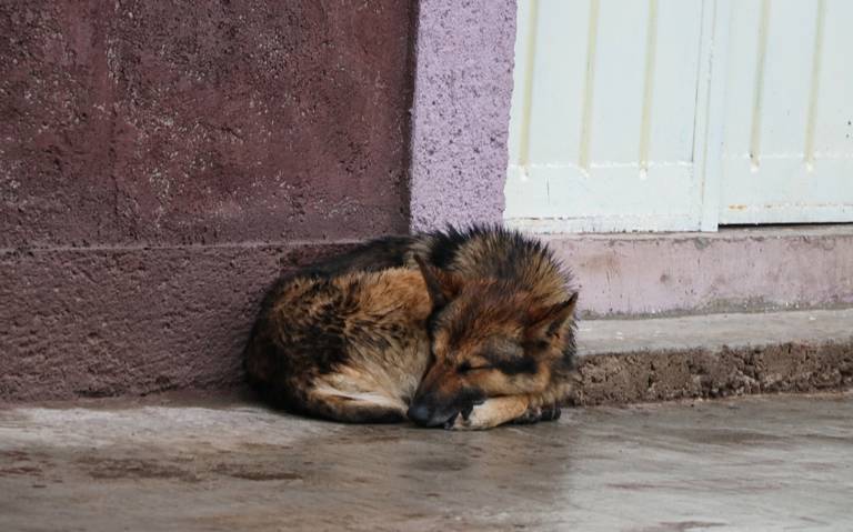 Vinculan proceso a pareja por envenenar a cuatro perros - El Sol de Morelia  | Noticias Locales, Policiacas, sobre México, Michoacán y el Mundo