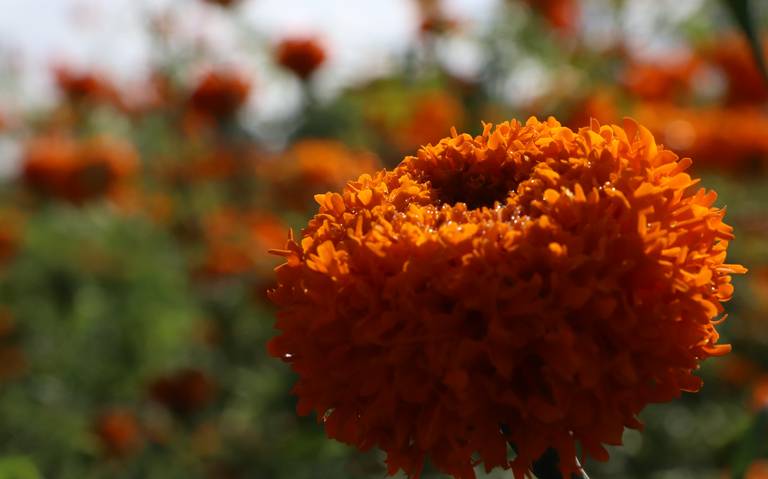 Conoce el origen y simbolismo del cempasúchil, la flor que nació para guiar  a los muertos - El Sol de Morelia | Noticias Locales, Policiacas, sobre  México, Michoacán y el Mundo
