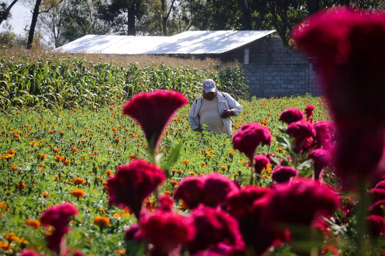 Prevén aumento en venta de flores por temporada de Día de muertos - El Sol  de Morelia | Noticias Locales, Policiacas, sobre México, Michoacán y el  Mundo