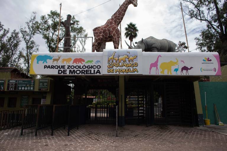 Nacen camadas de capibara en zoológico de Morelia - El Sol de Morelia |  Noticias Locales, Policiacas, sobre México, Michoacán y el Mundo