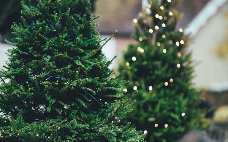 Morelianos podrán donar su árbol de navidad natural para hacer composta -  El Sol de Morelia | Noticias Locales, Policiacas, sobre México, Michoacán y  el Mundo