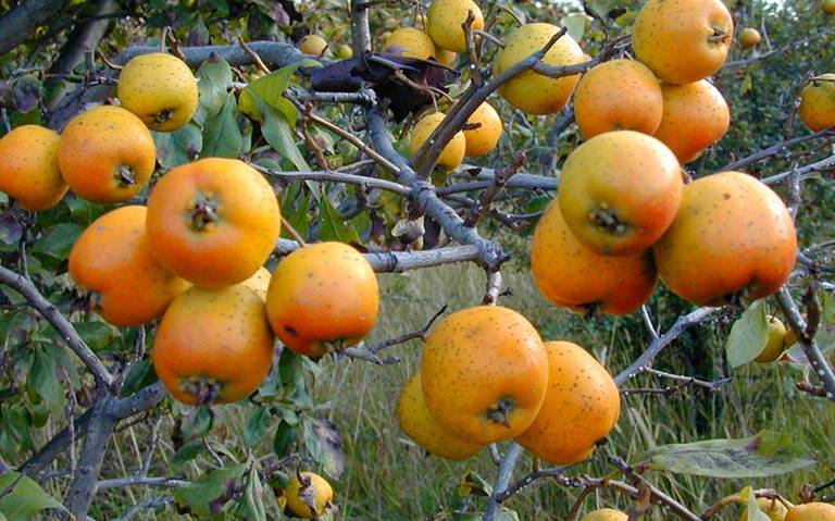 Tejocote, de las frutas más esperadas para el invierno - El Sol de Morelia  | Noticias Locales, Policiacas, sobre México, Michoacán y el Mundo