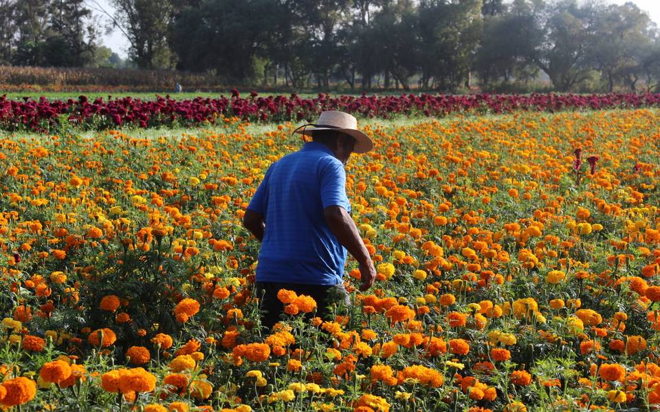 Cultivo de flores, una actividad aún rentable - El Sol de Morelia |  Noticias Locales, Policiacas, sobre México, Michoacán y el Mundo