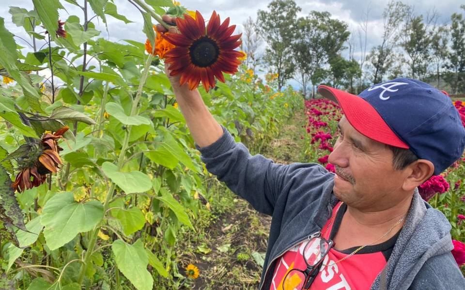Cultivan en Tarímbaro girasoles en colores vino y negro - El Sol de Morelia  | Noticias Locales, Policiacas, sobre México, Michoacán y el Mundo
