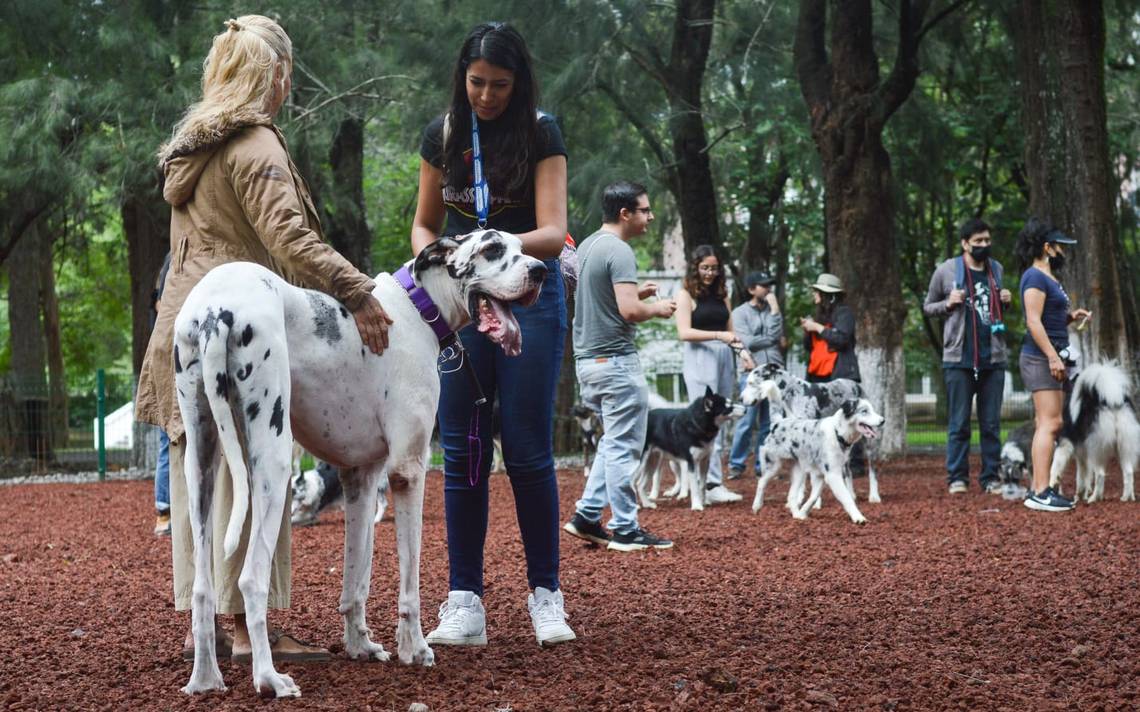 Parque Canino; el lugar idóneo para tus mascotas - El Sol de Toluca